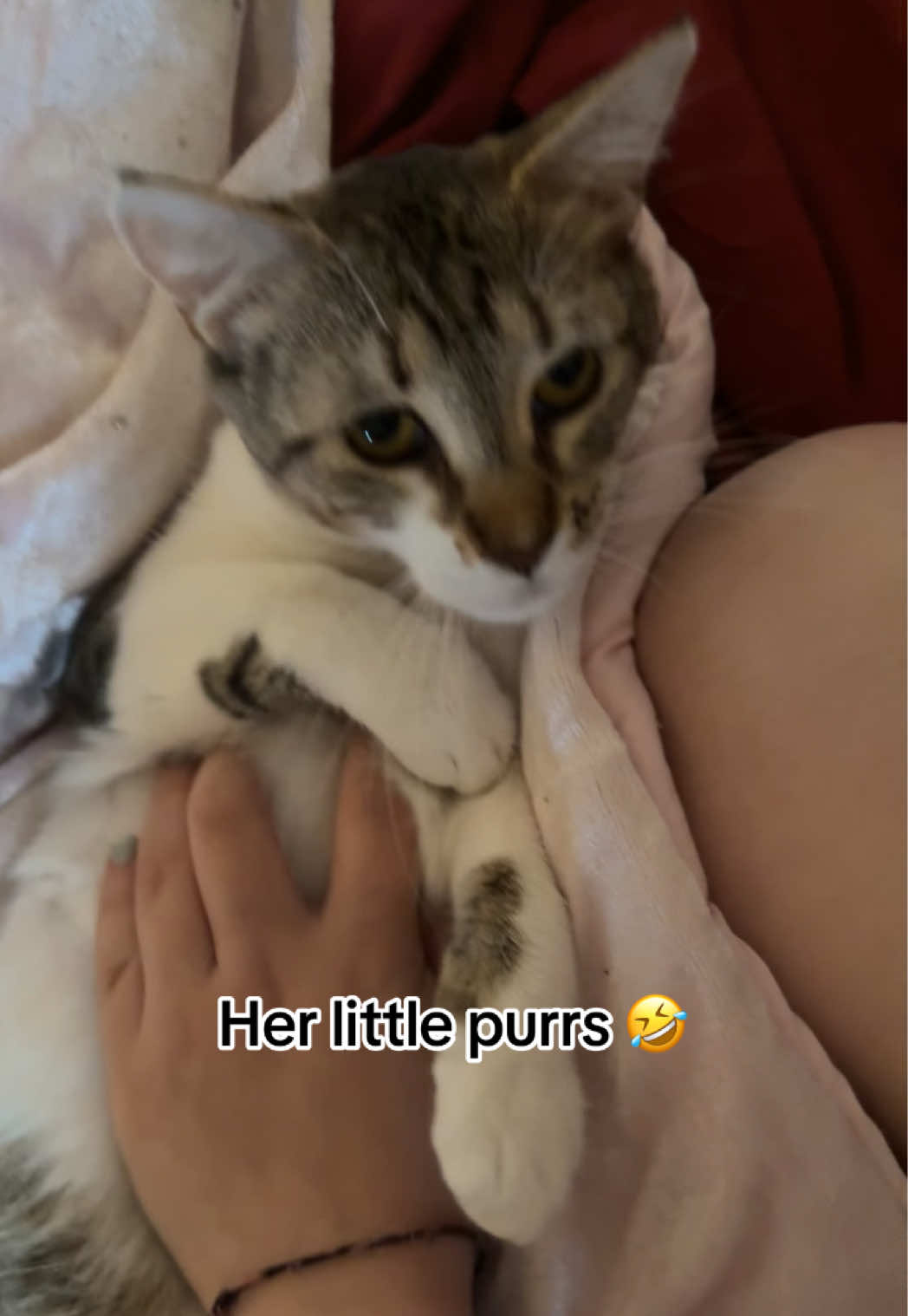 @👋🐈
