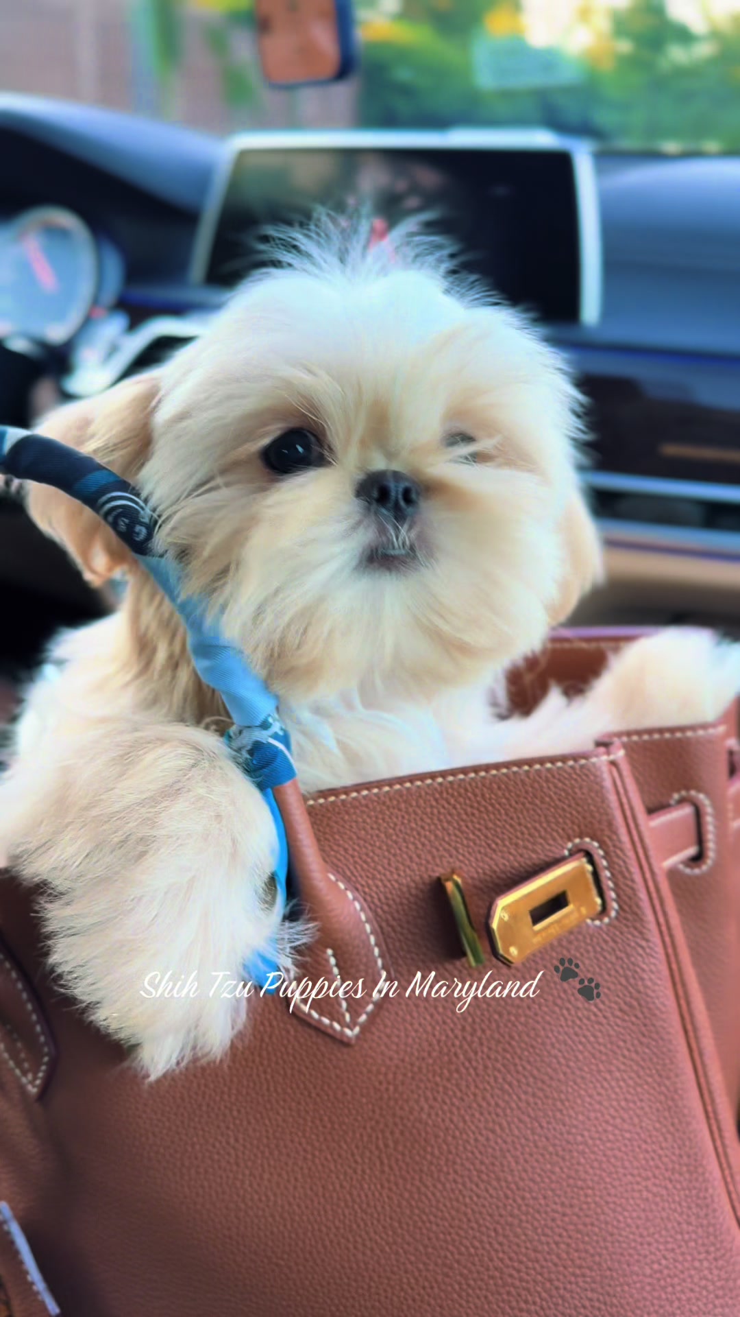 @Shih Tzu Puppies in Maryland
