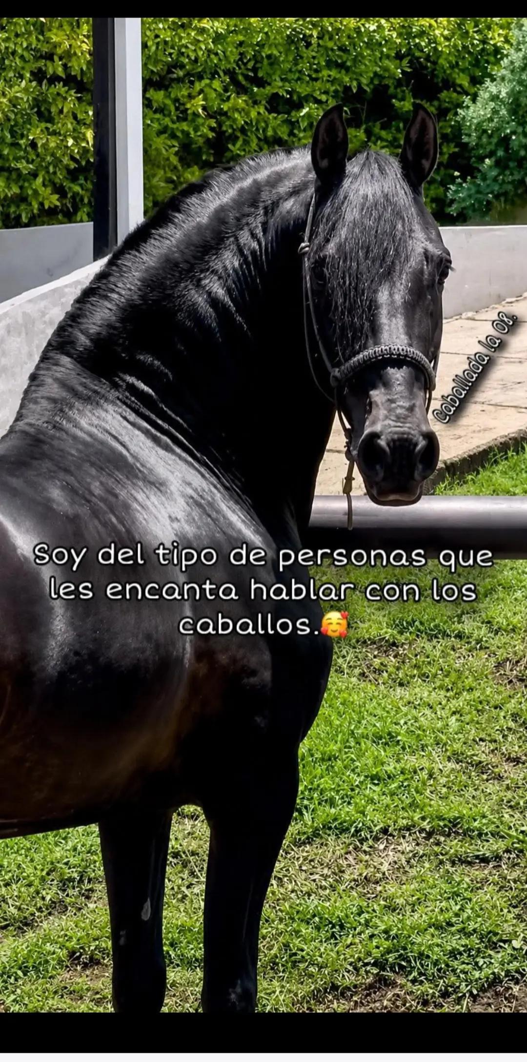 @Ricardo Adolfo Barak