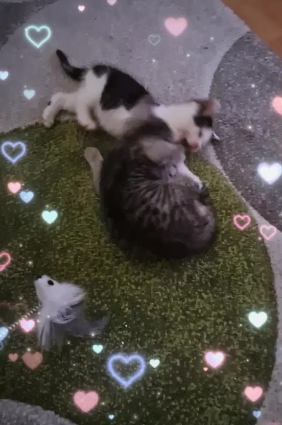 @ミ★ 𝘚𝘤𝘩𝘸𝘦𝘱𝘱𝘦𝘴 ★彡