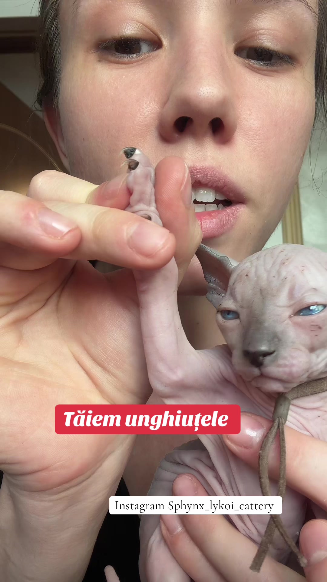 @Diana Ciortan Sphynx Romania