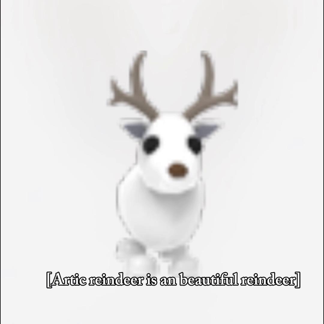 @arctic_reindeer09
