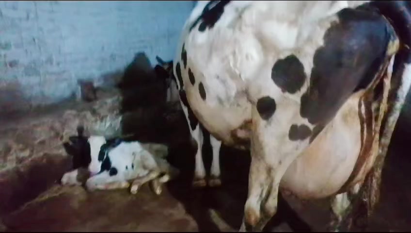 @Mohra Langrial Beetal1