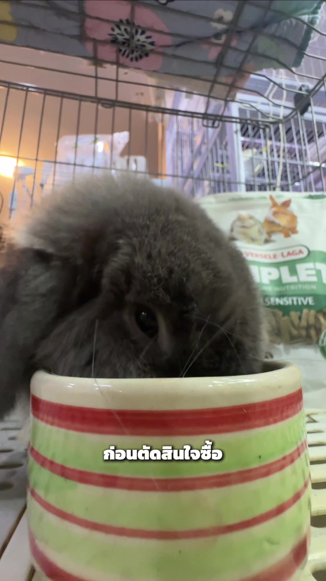 @WelovepetsbyPamornchaiSupply