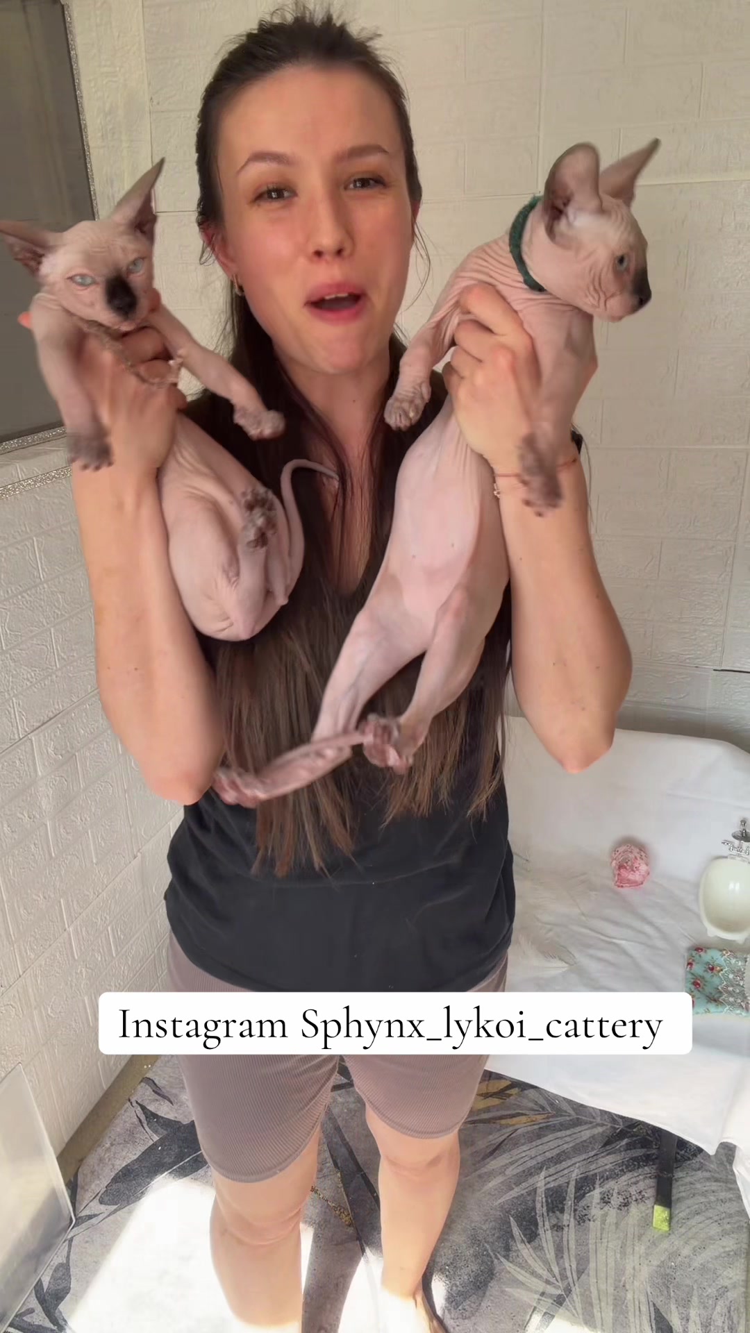 @Diana Ciortan Sphynx Romania