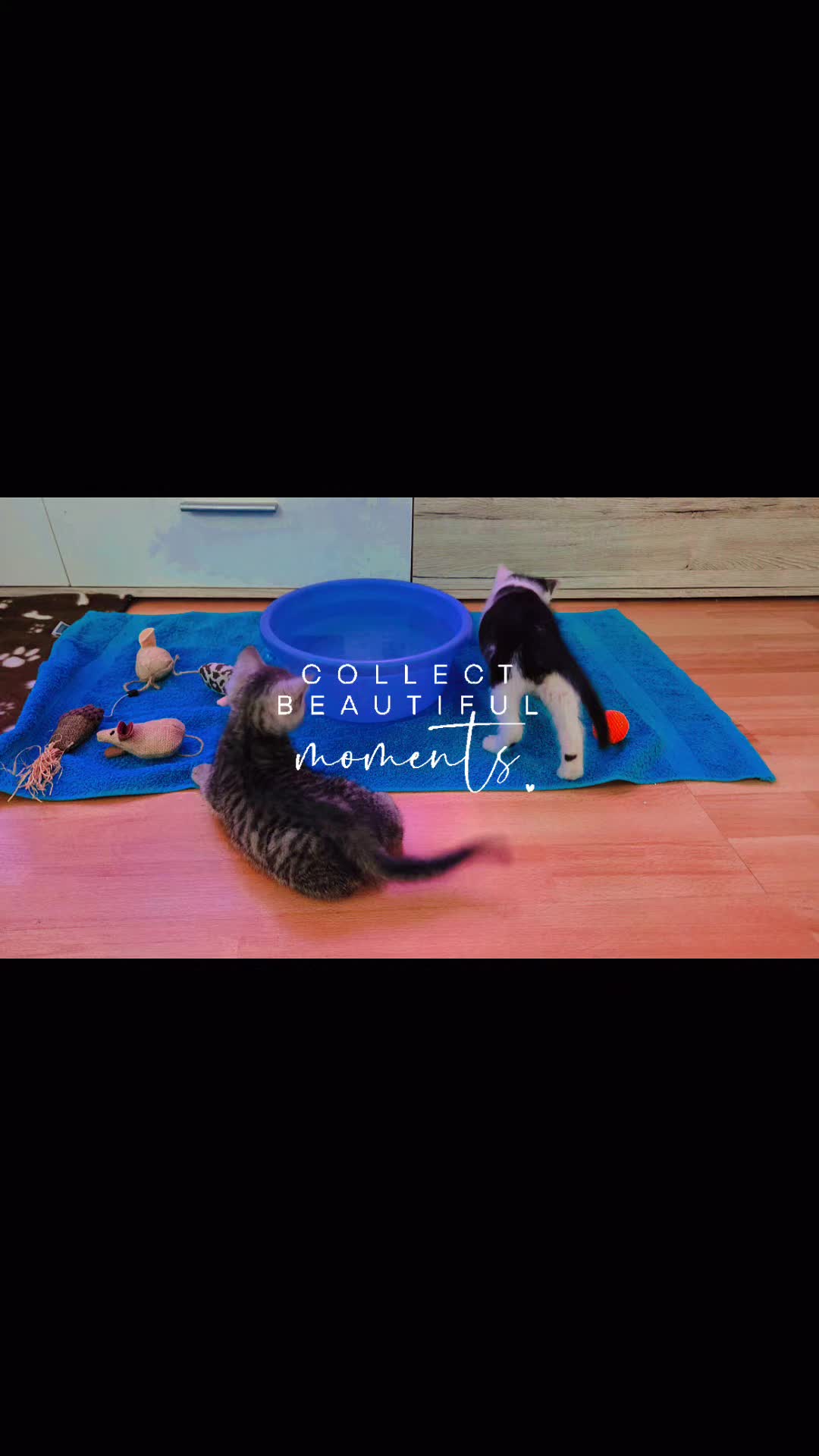 @ミ★ 𝘚𝘤𝘩𝘸𝘦𝘱𝘱𝘦𝘴 ★彡