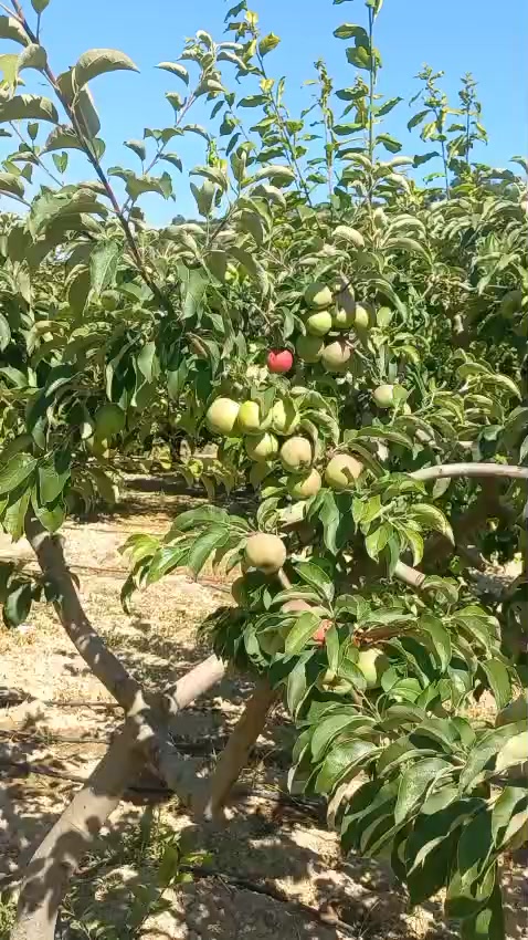 @KANCO HİZOL