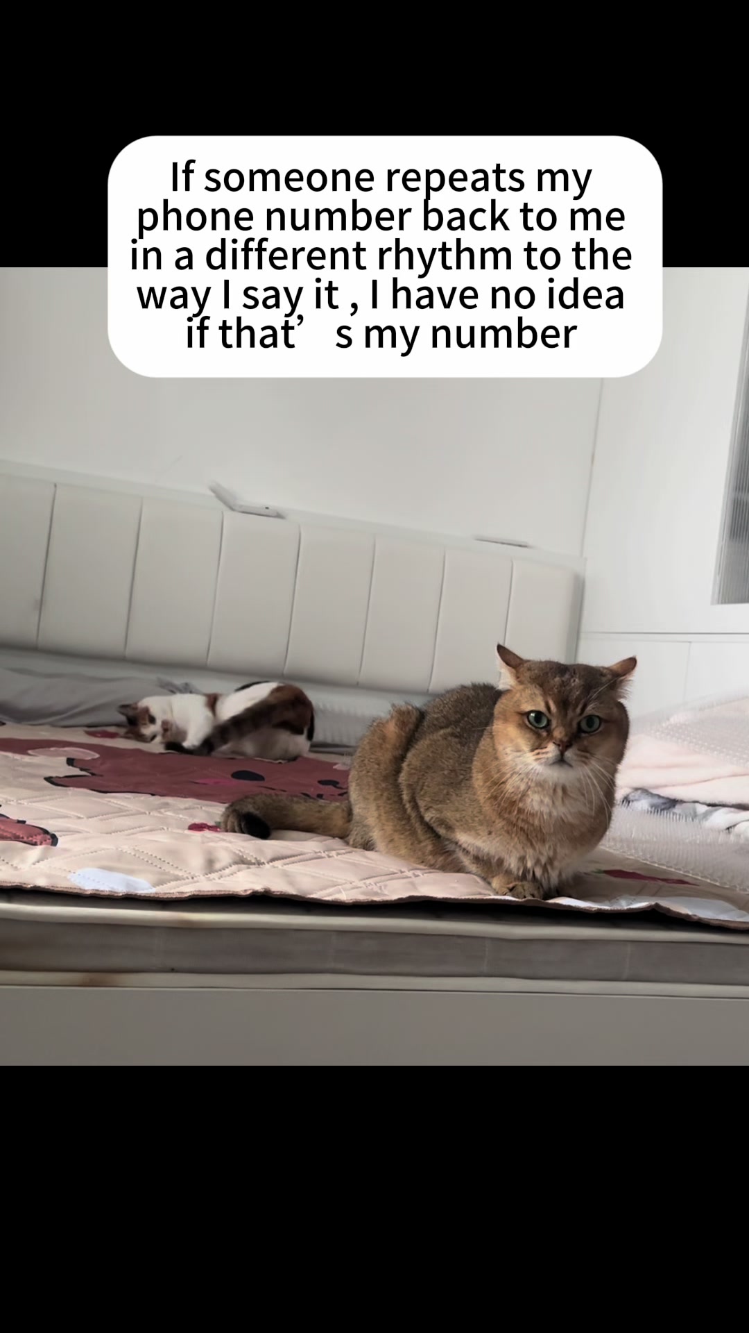 @3 Cats 1 Braincell