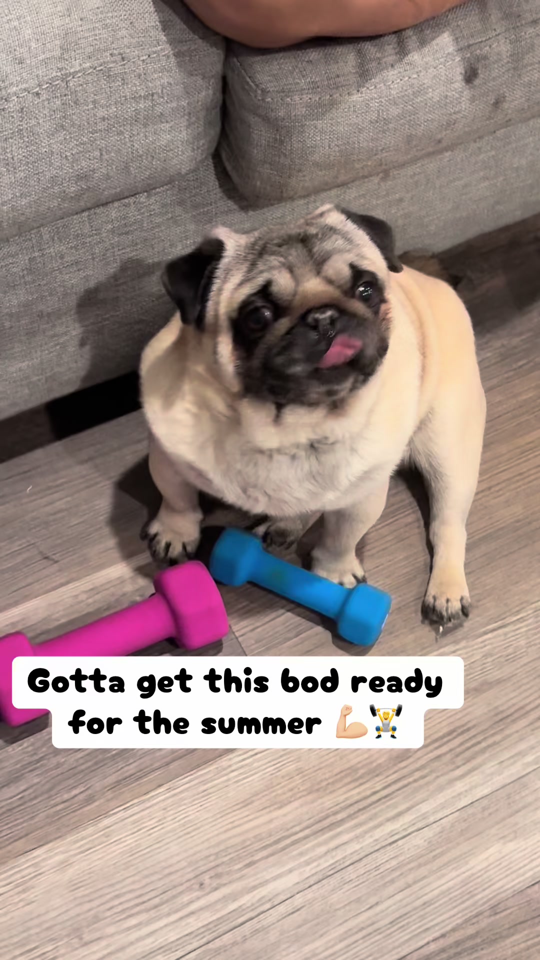 @Rocki the Pug 🐶