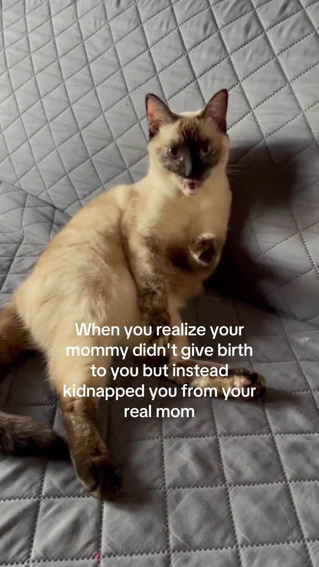 @Meowster_World