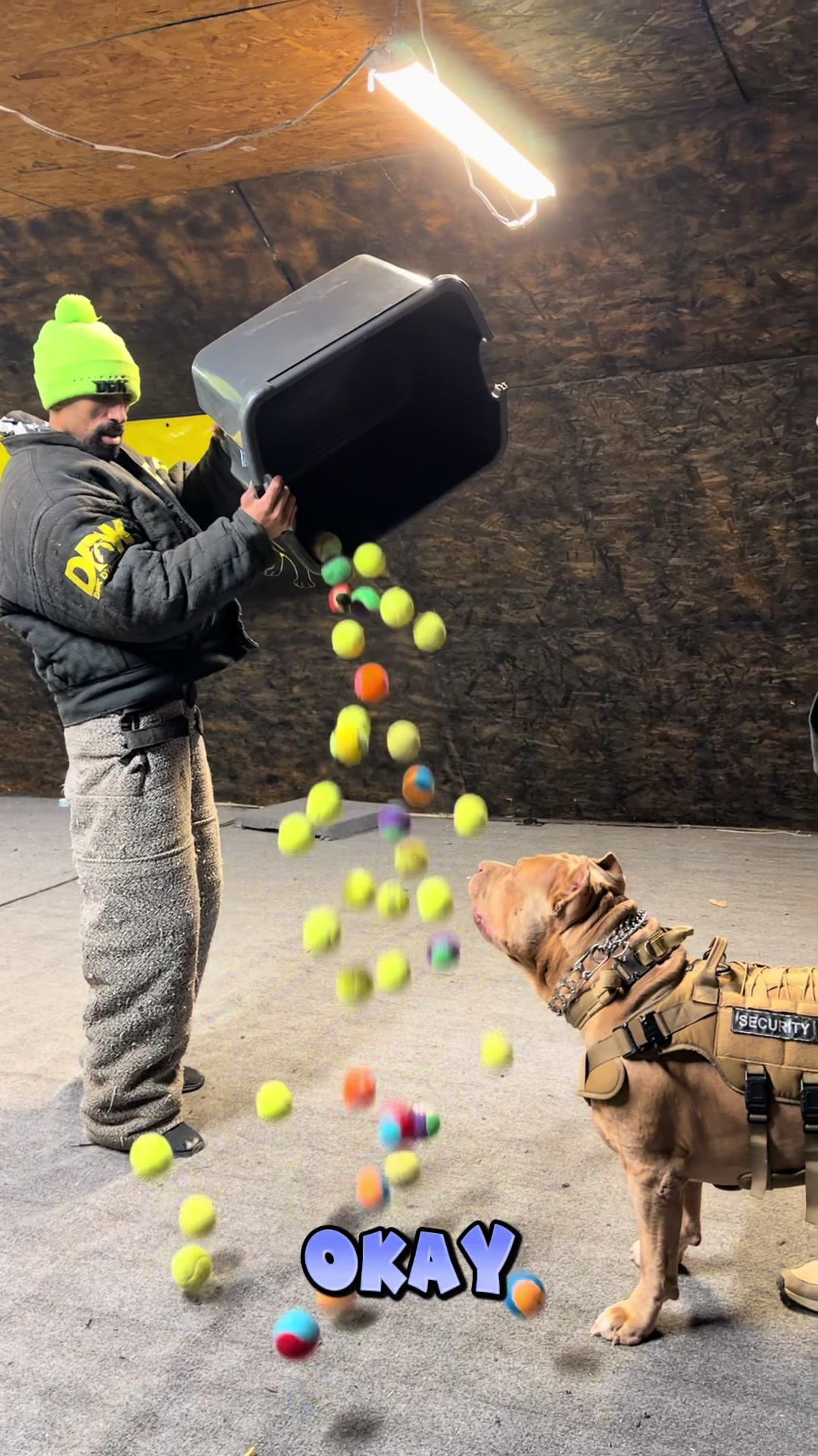 @DarkDynastyK9s