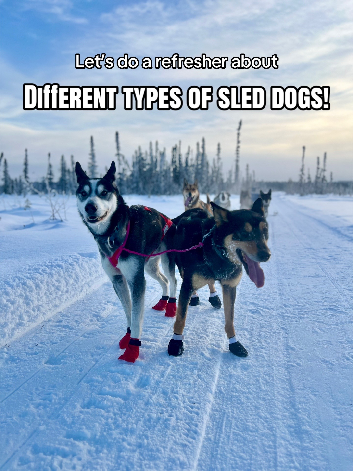 @Glacier Musher