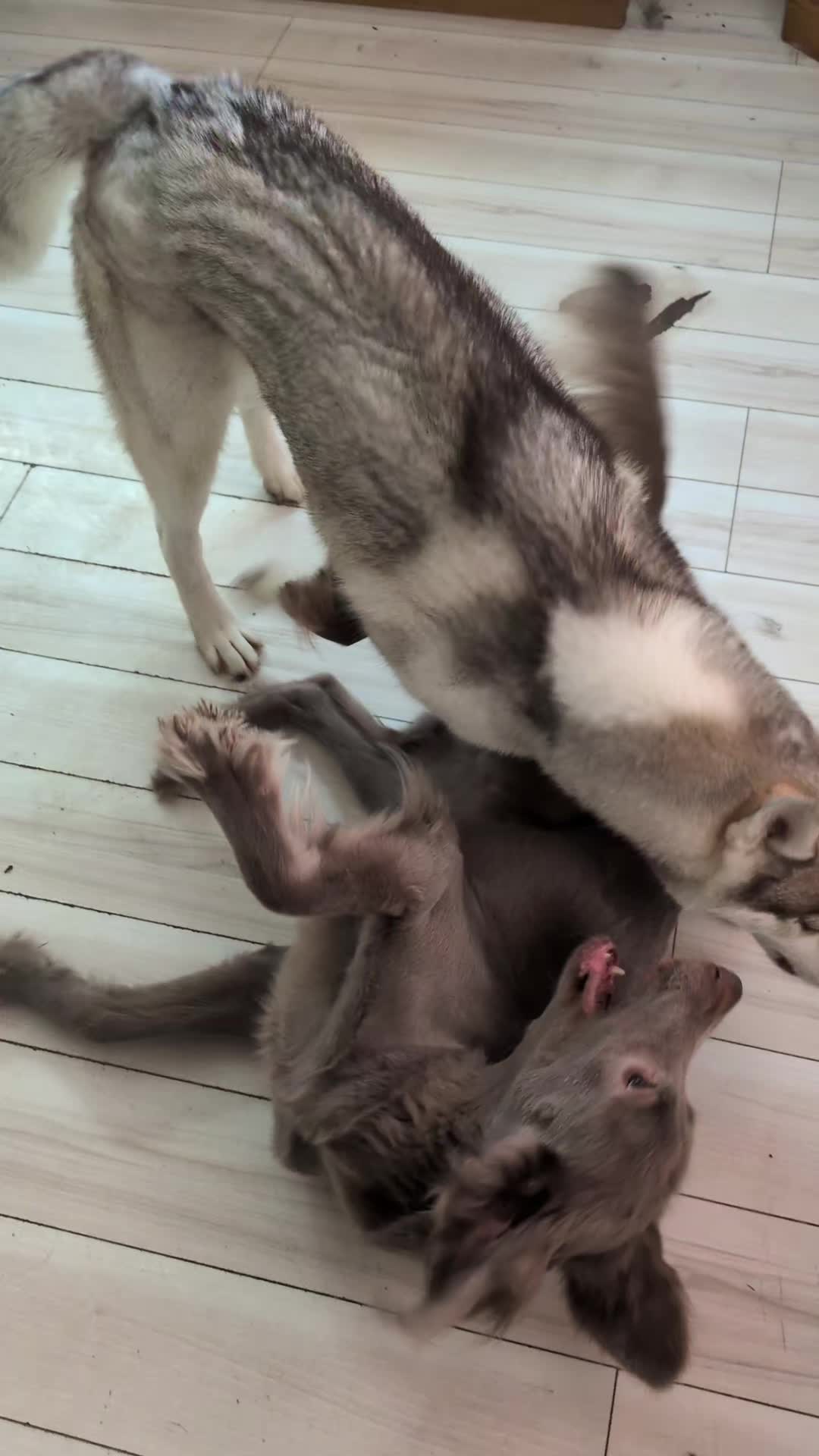 @大型犬3頭&小型老犬4頭多頭飼いの生活
