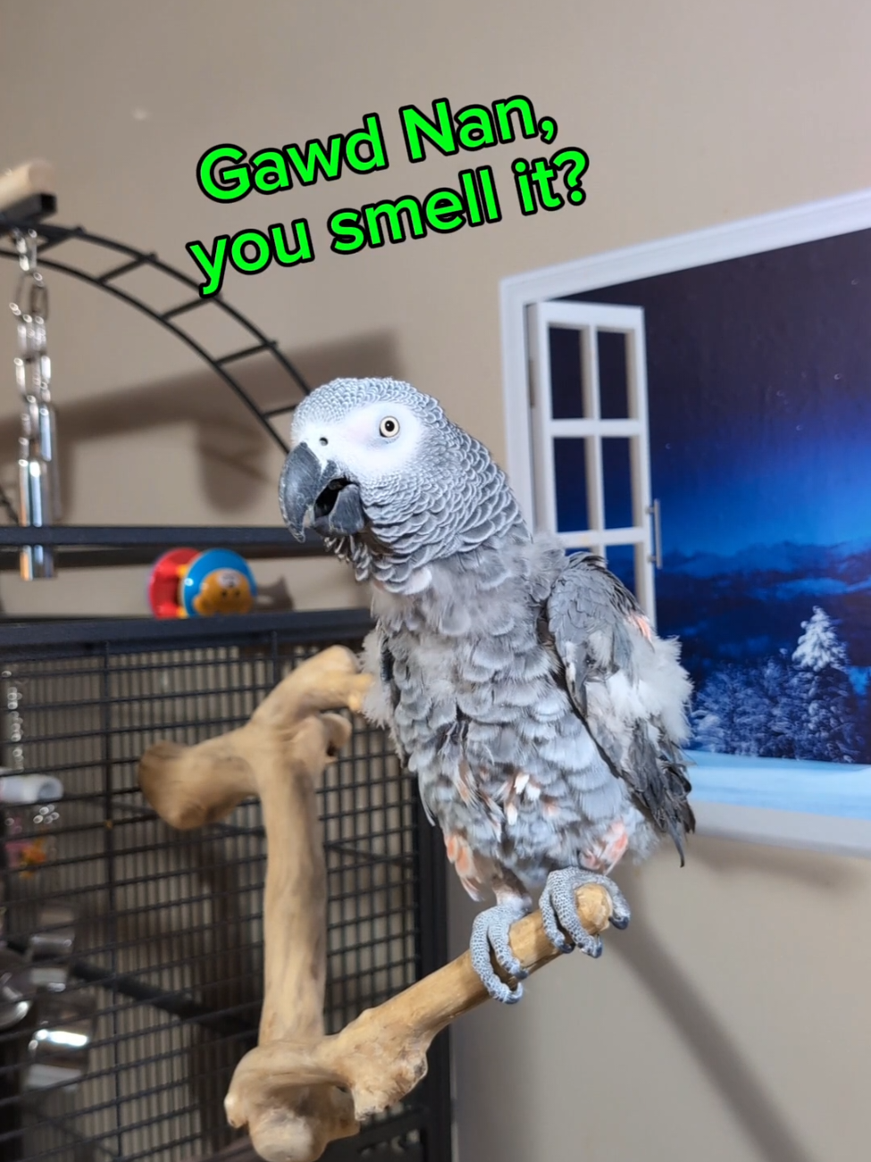 @Cosmothefunnyparrot