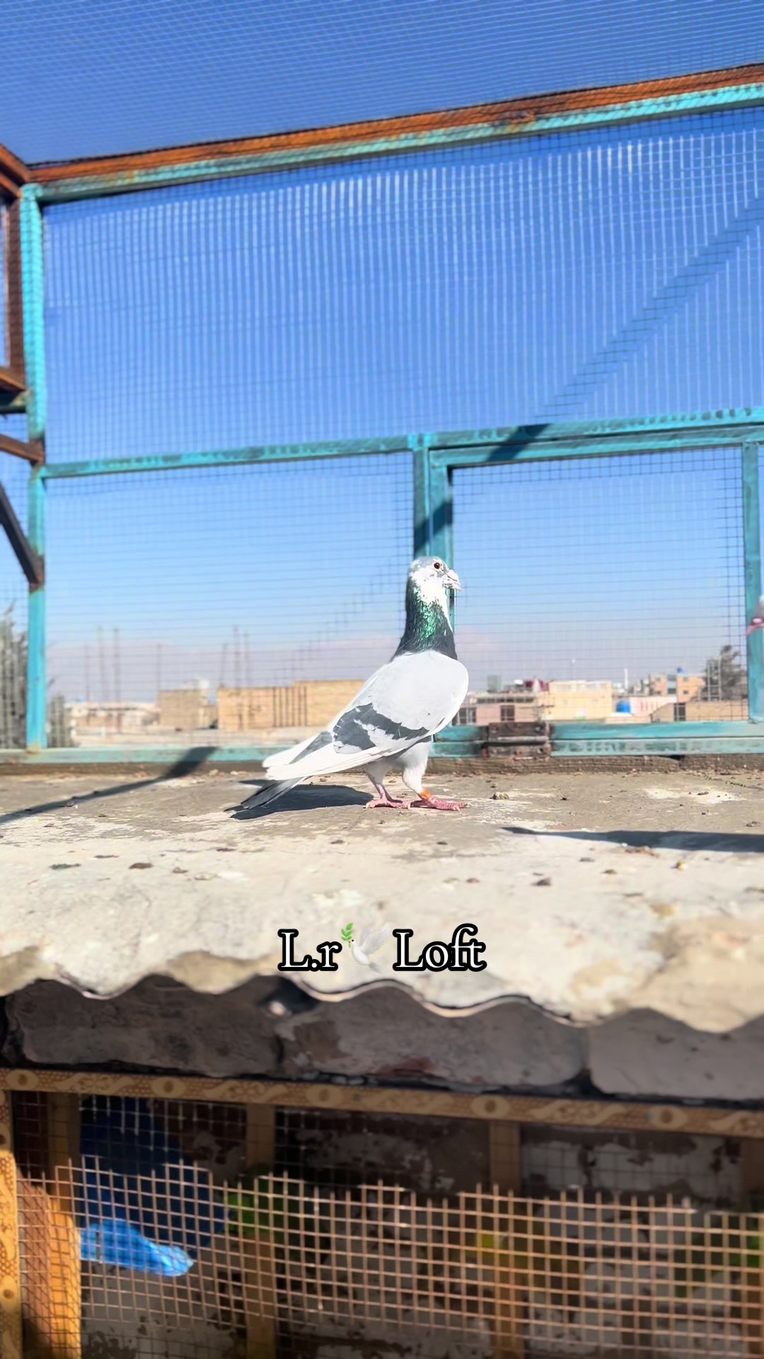 @🕊️L.R .Loft.Q.z.Meer’s.Loft🦅