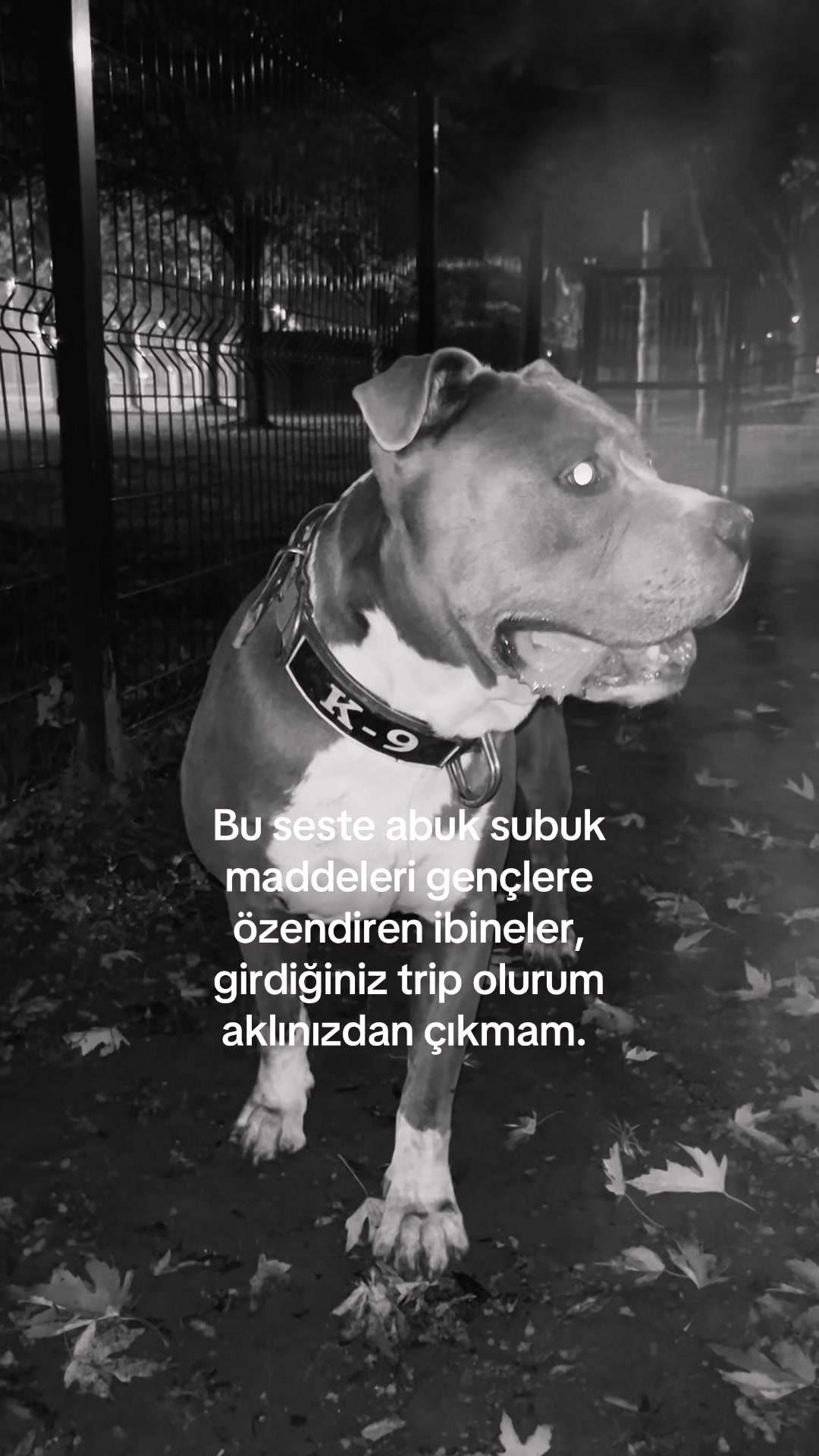 @Mert Engin