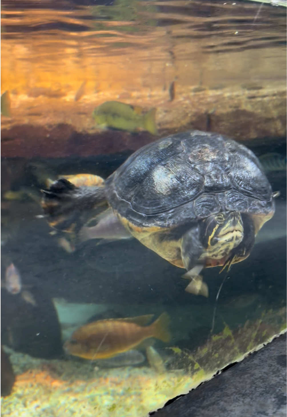 @Turtletotsofficial