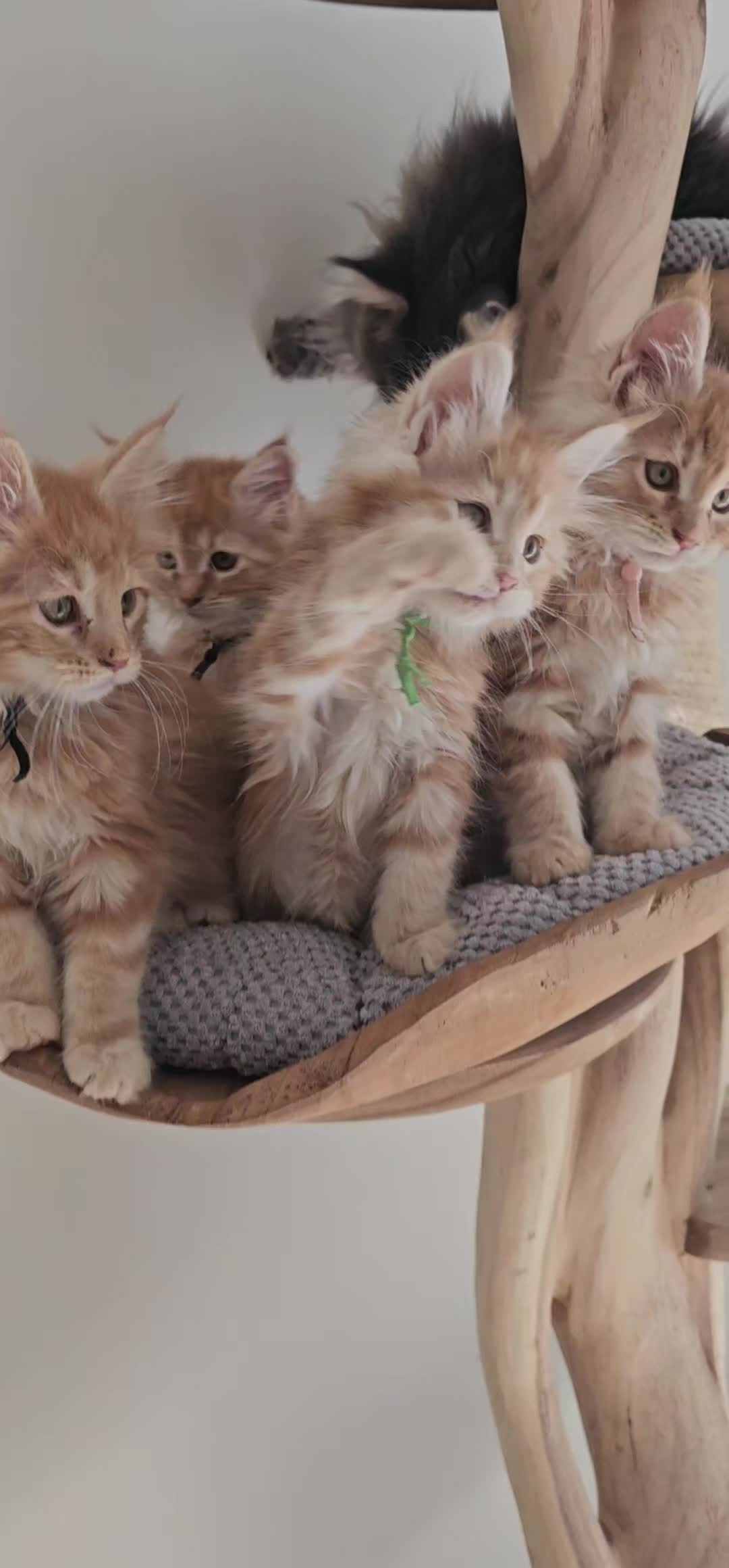 @mainecoonspalace