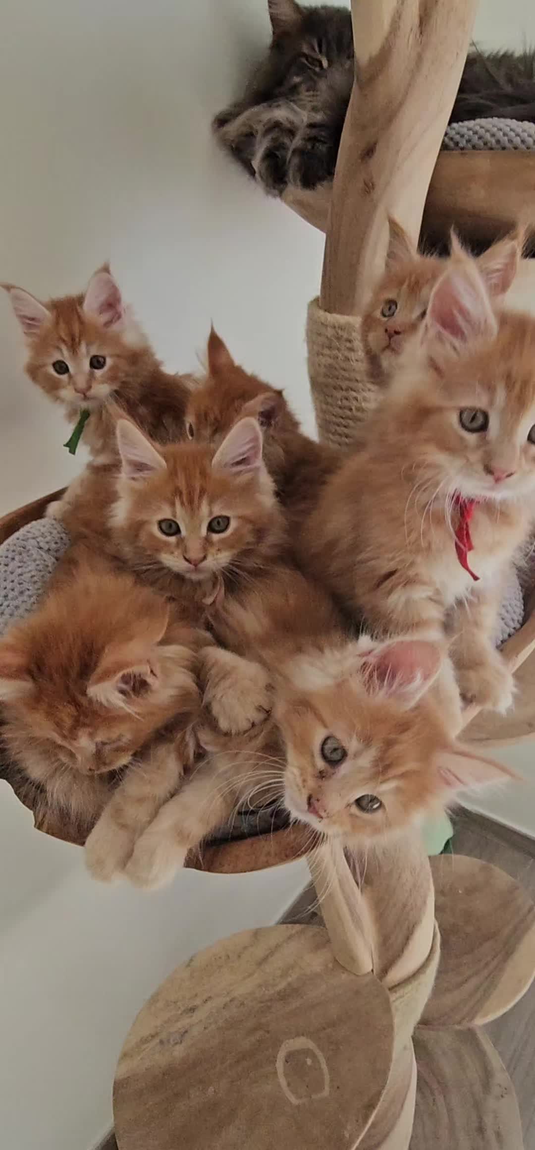 @mainecoonspalace