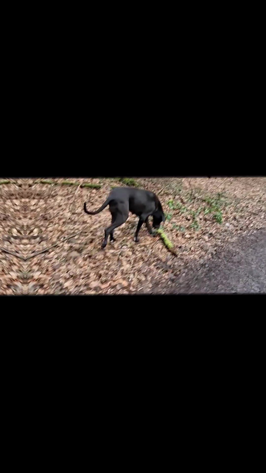 @Deutsche-Dogge