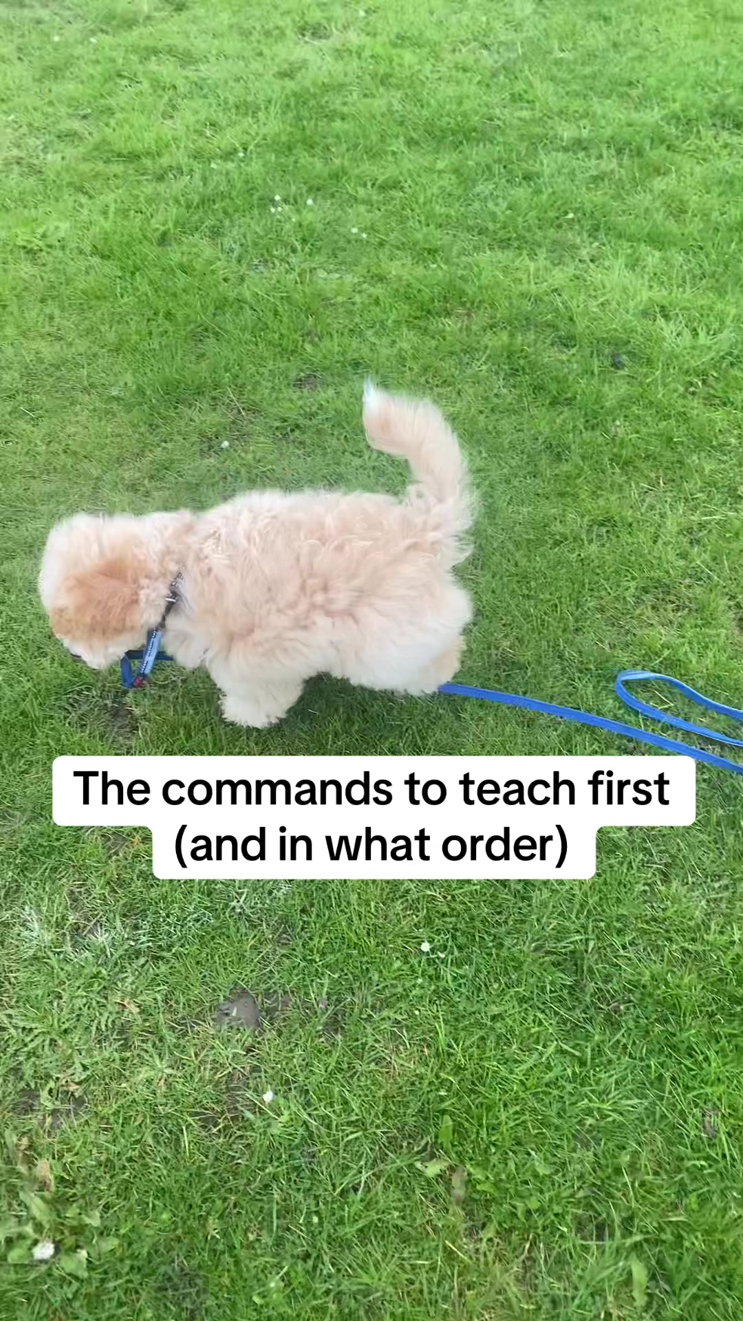 @Doodle Doggies
