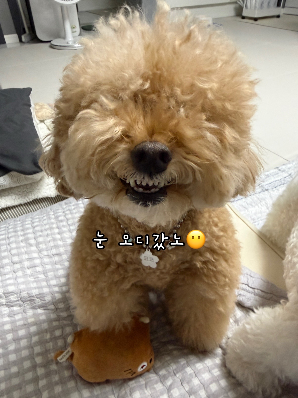 @코코🐶조이🐭캔디🍭