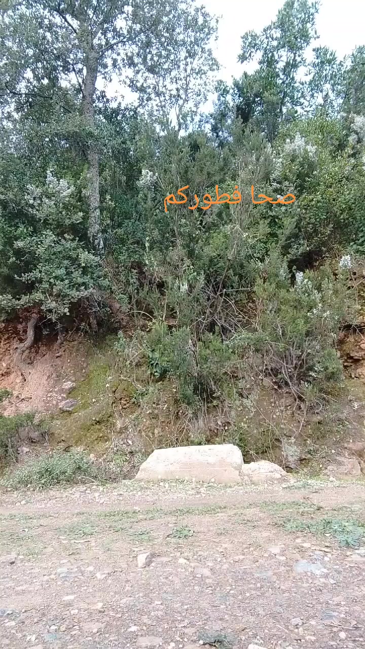 @قناة التوحيد