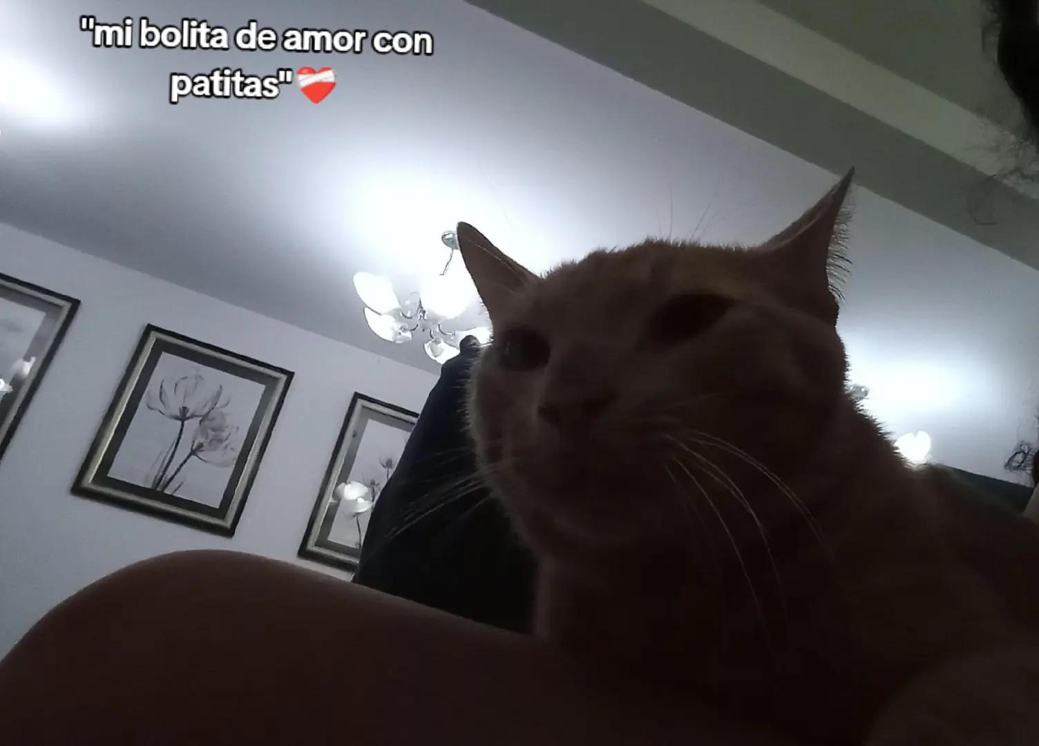 @Pamela Bocangel