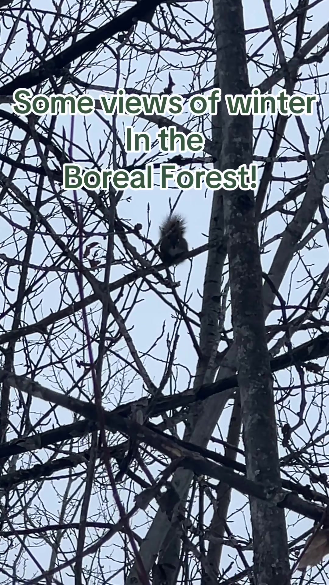 @WildBoreal 🇨🇦