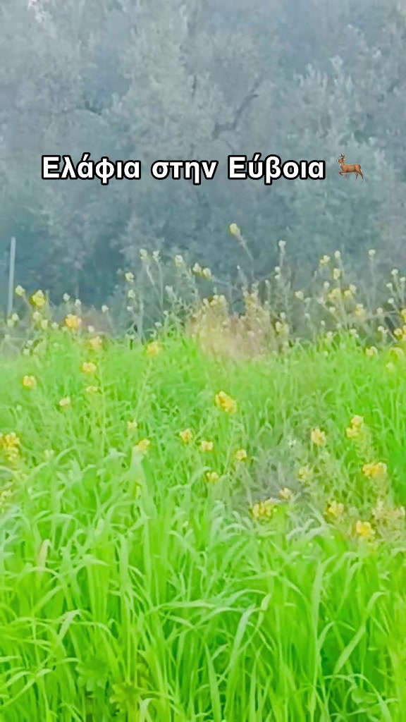 @Evima.gr