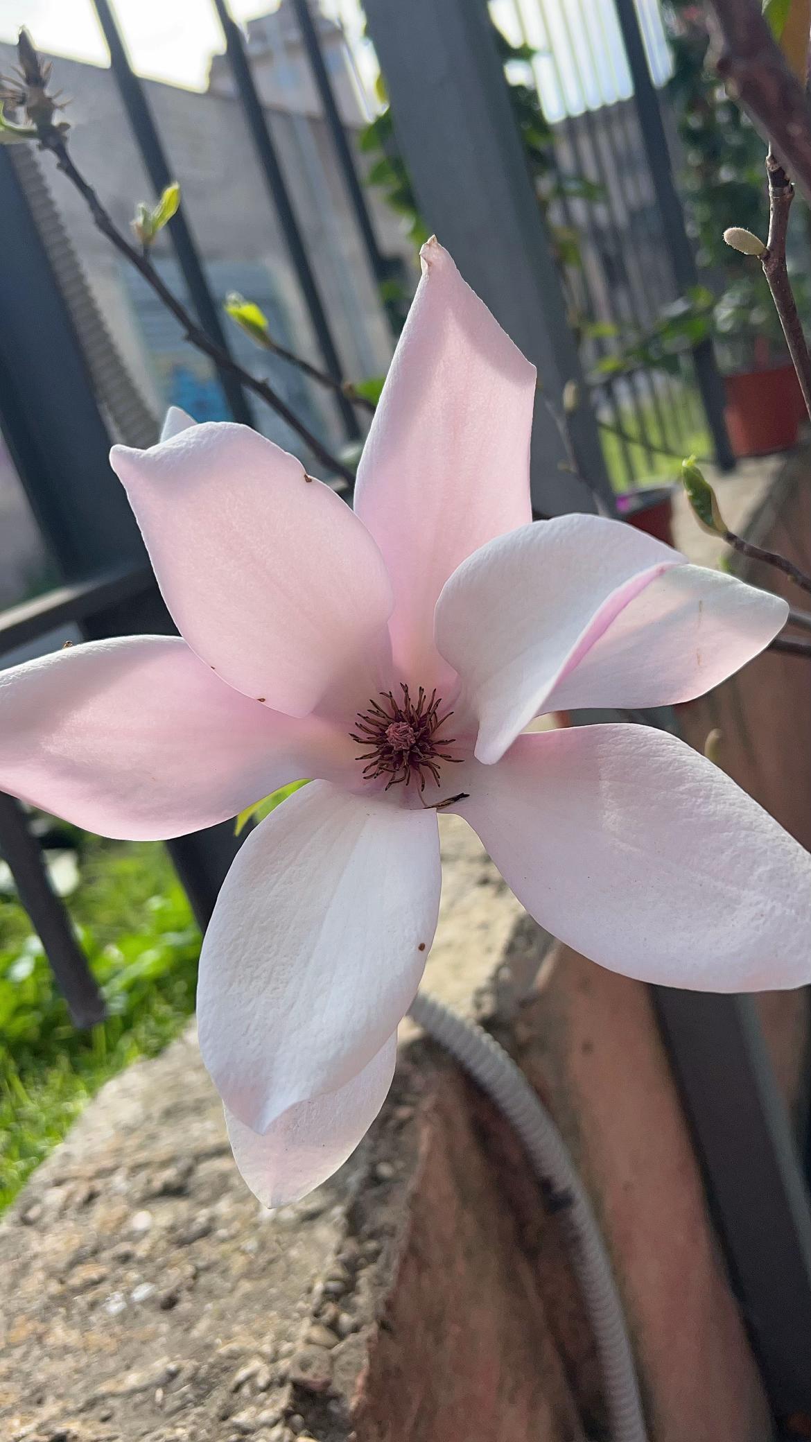 @vivaioanticogarden