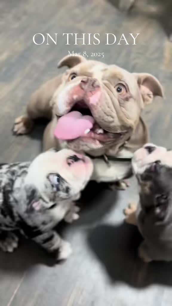 @1of1bulldogz