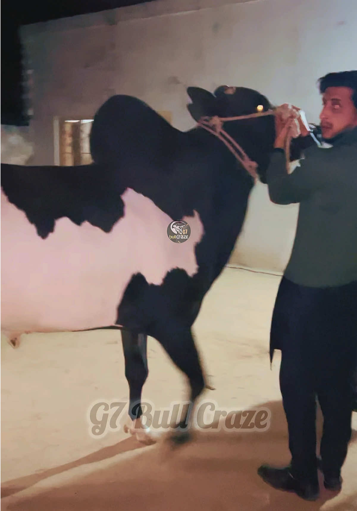 @G7 BULL CRAZE