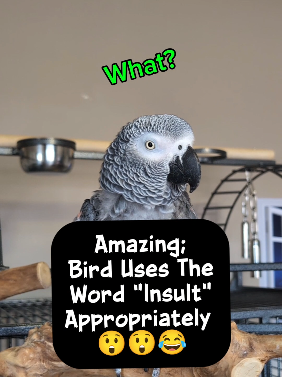 @Cosmothefunnyparrot
