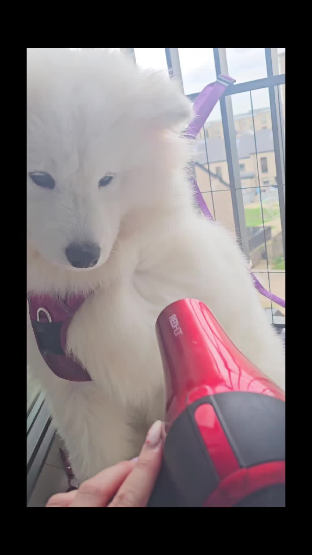 @Samojedowe🐶🇵🇱love🇬🇧 Żona
