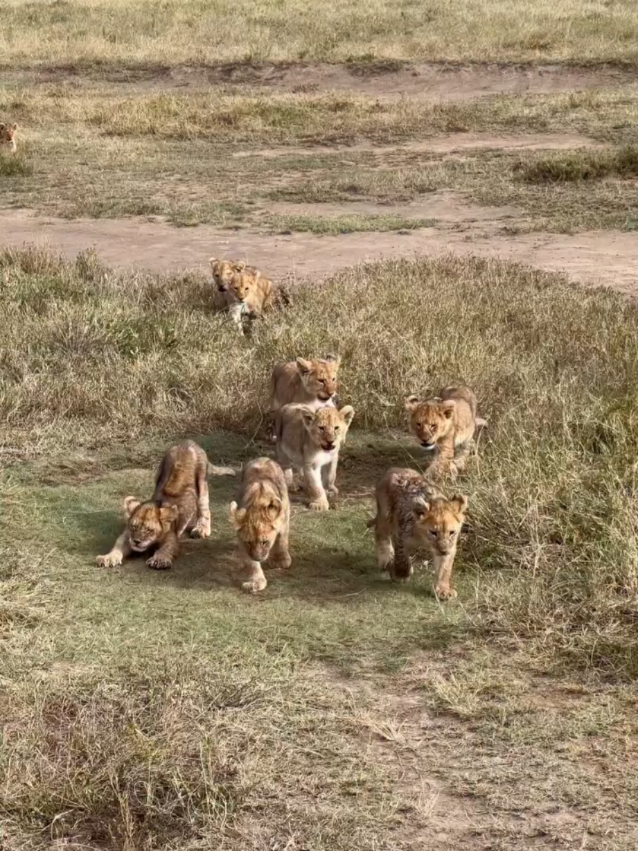 @Lion Sightings