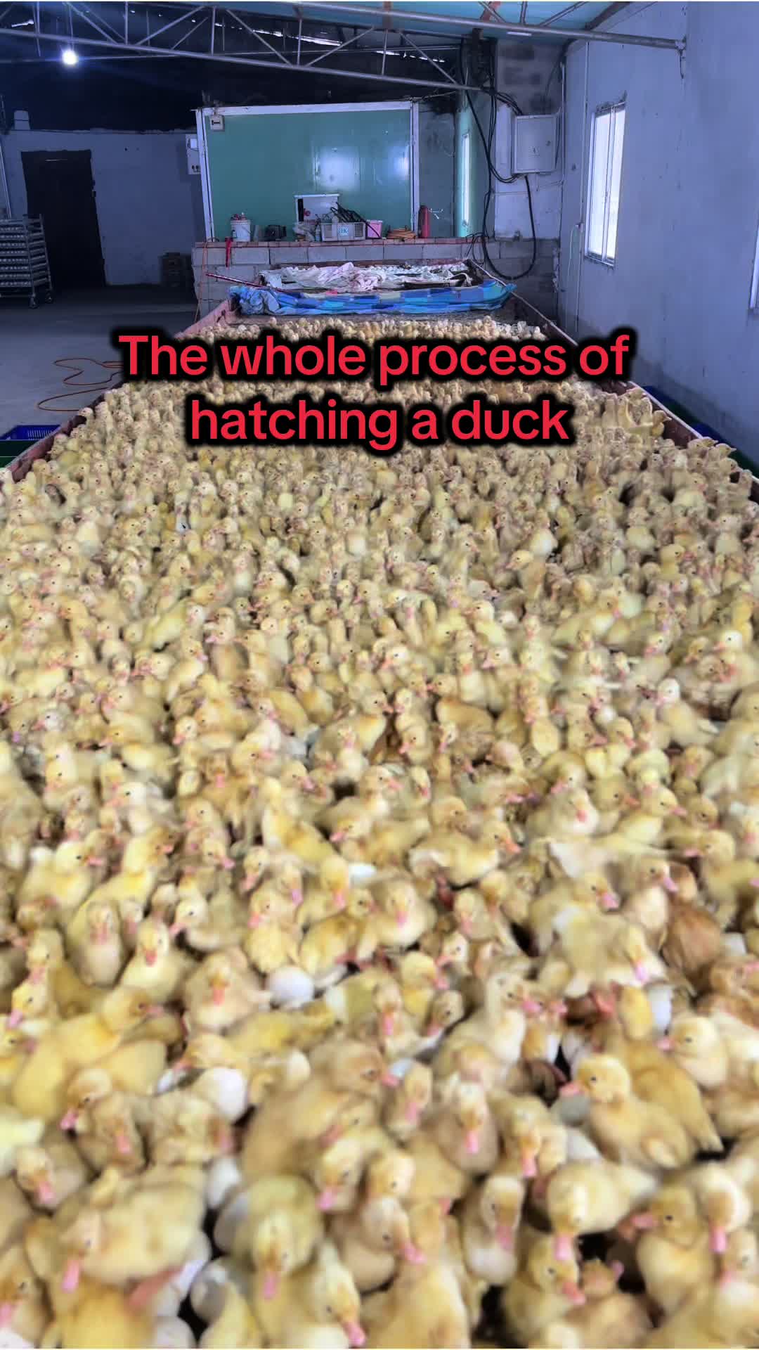 @jack-🐥