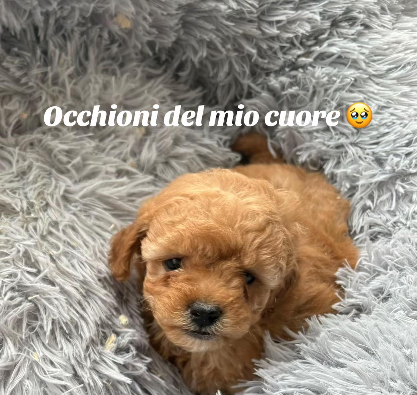@cuccioli meravigliosi