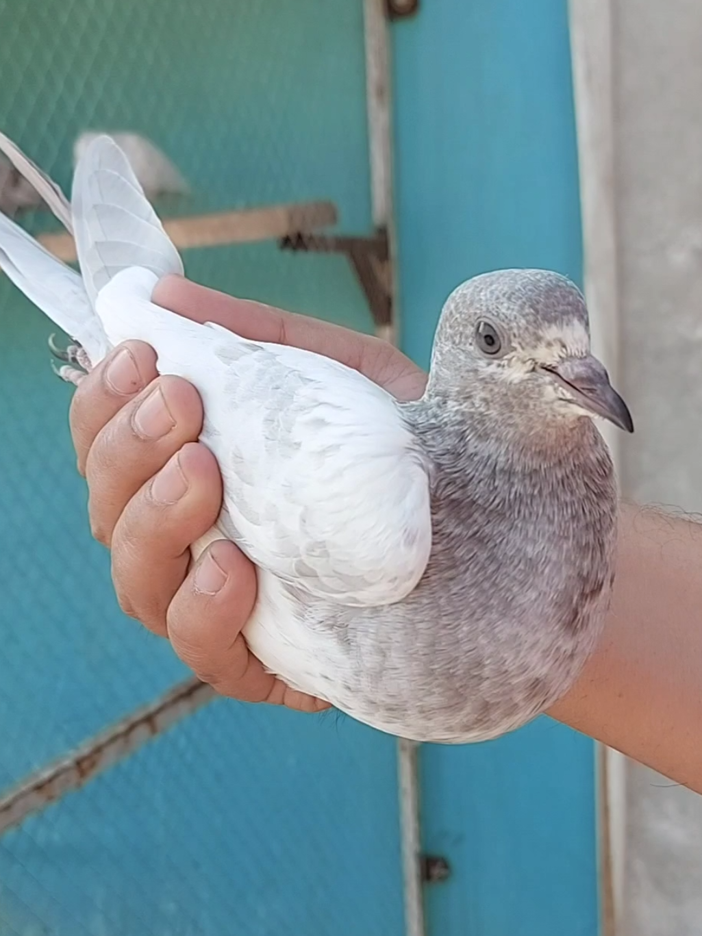 @Pak Pet Zone ( Shebi Shokeen )