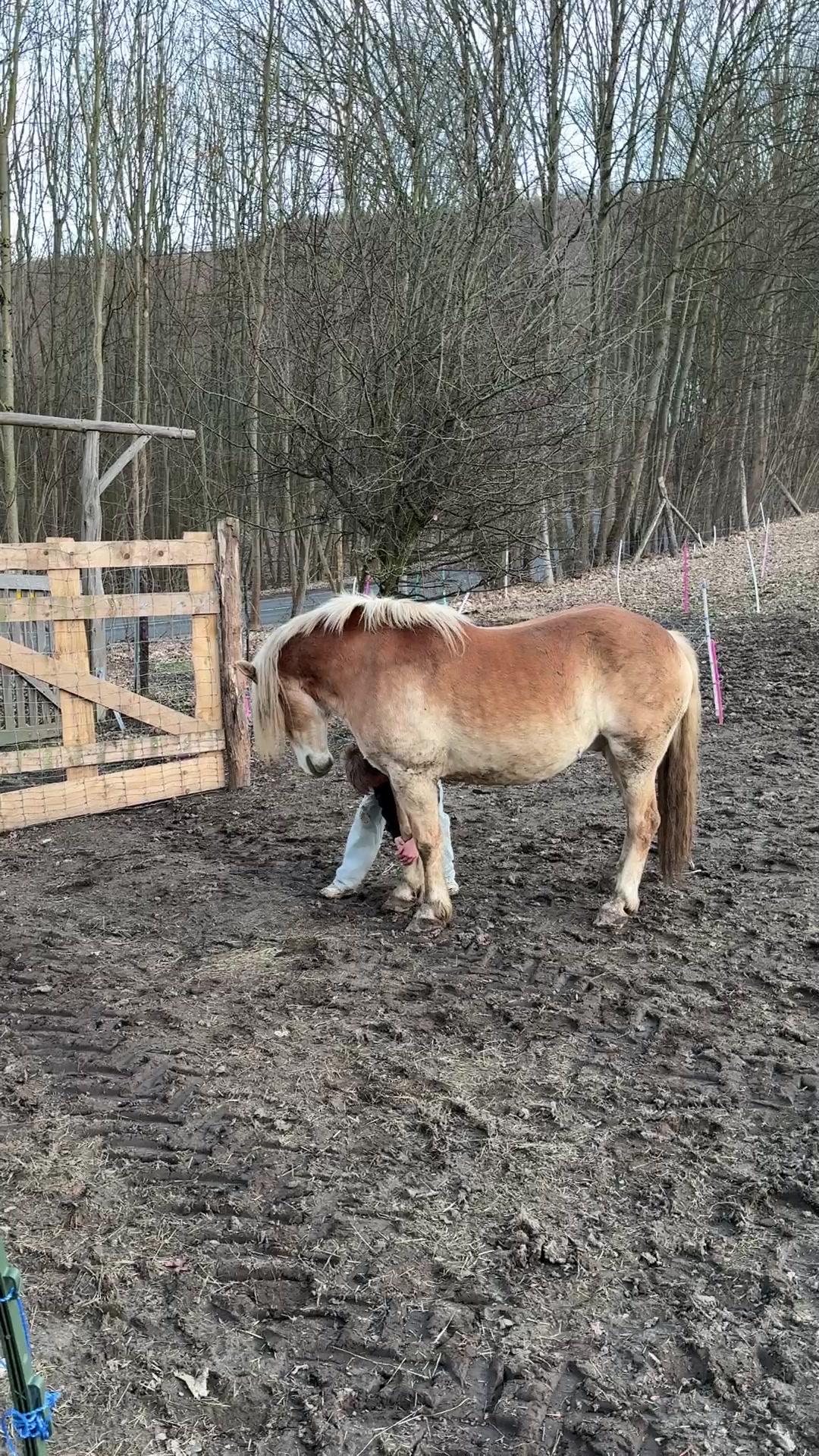 @HafiHorse2