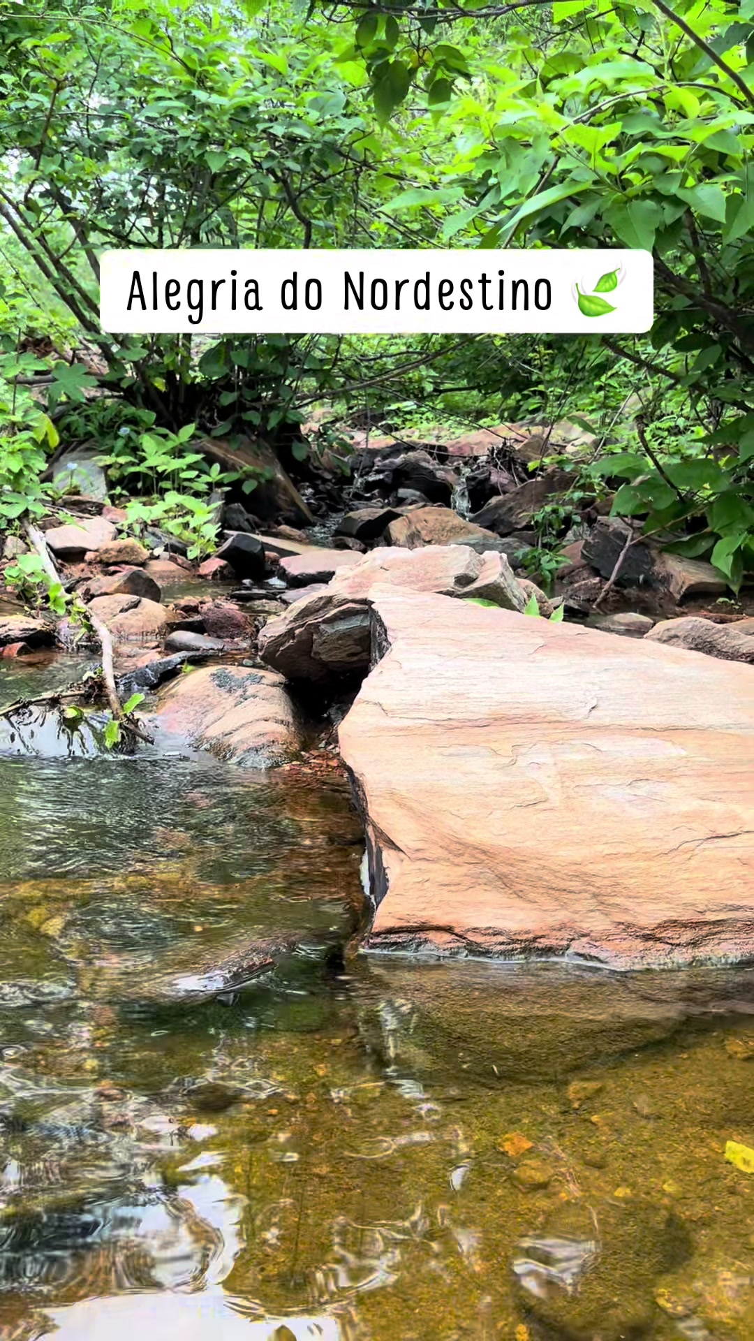 @Ant Iracema 🦋✨