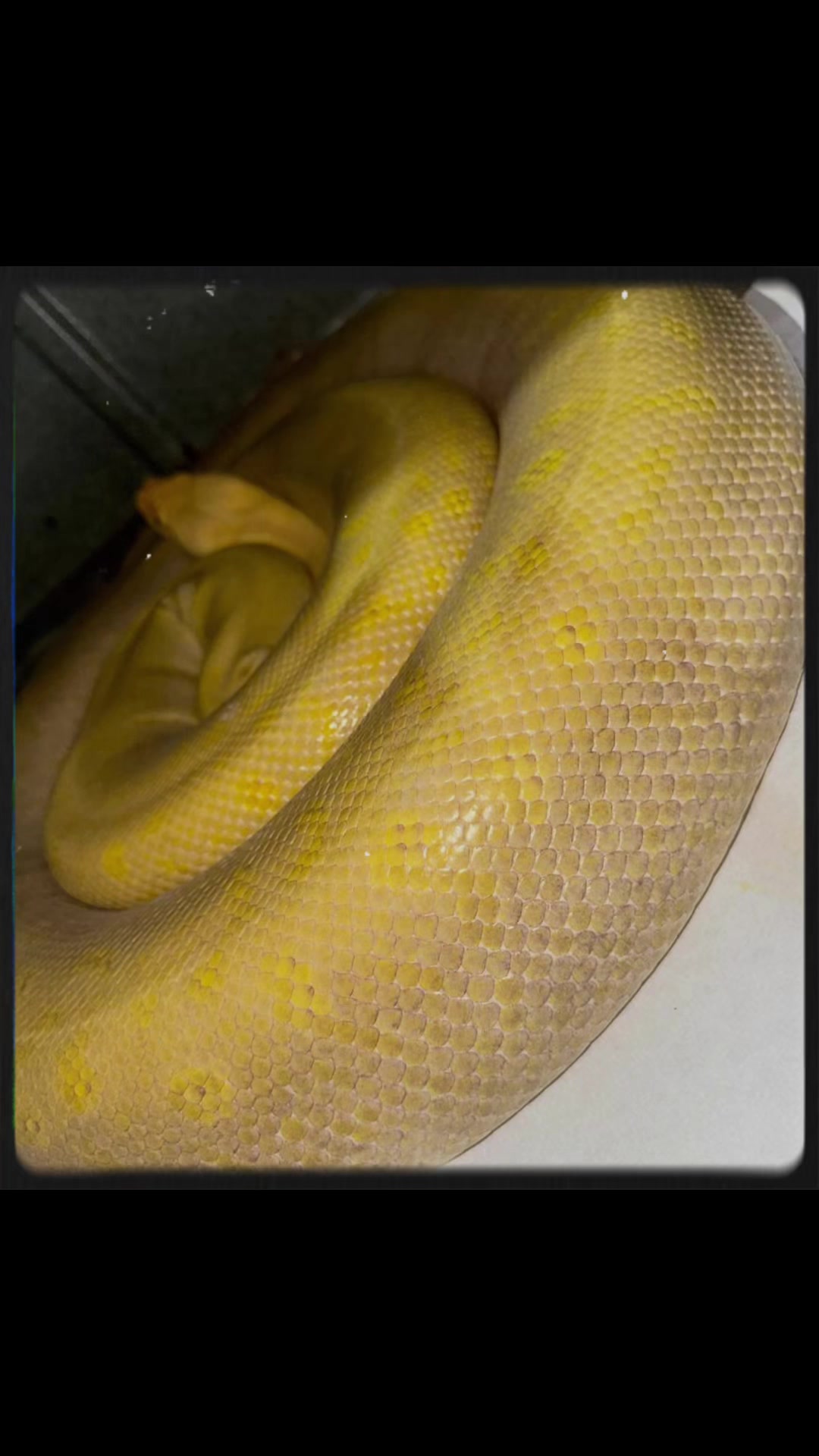 @Phylogeny Reptilia