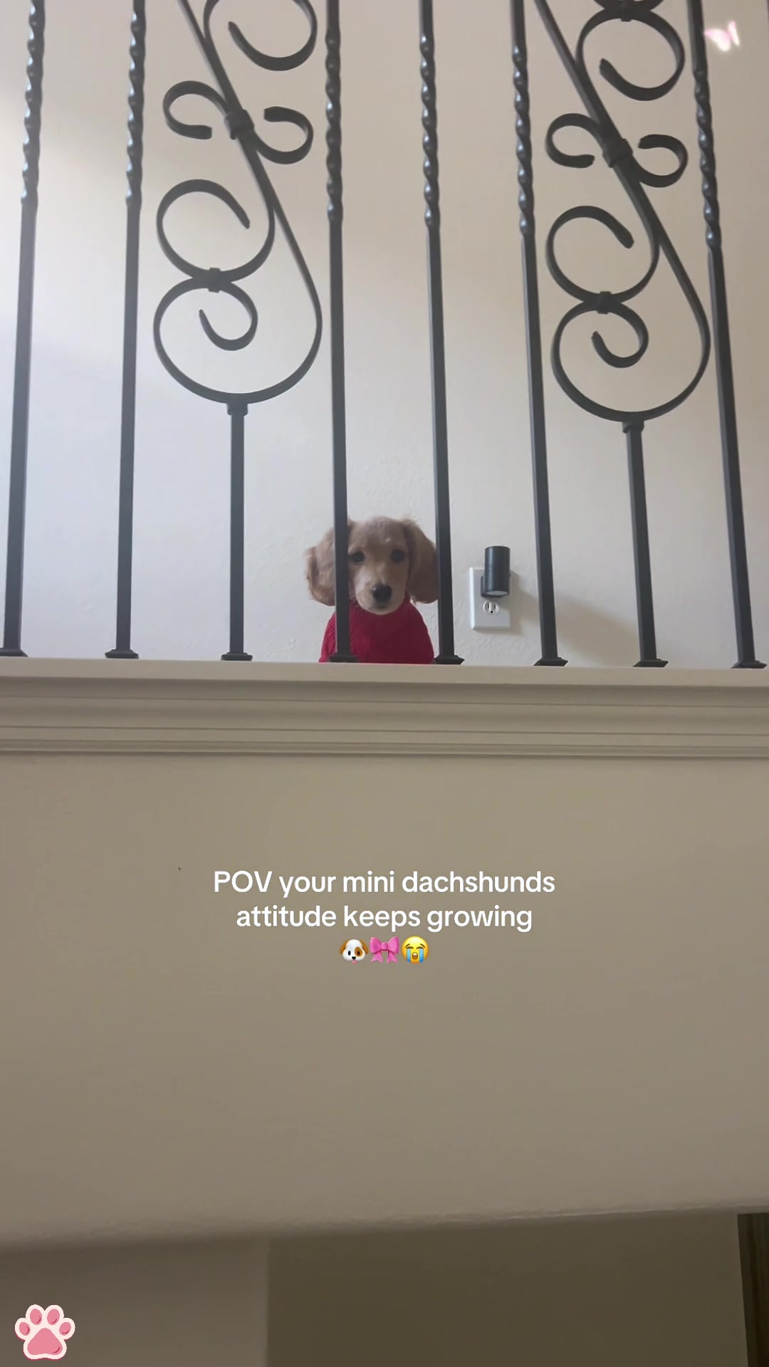 @cuteandfunny8888