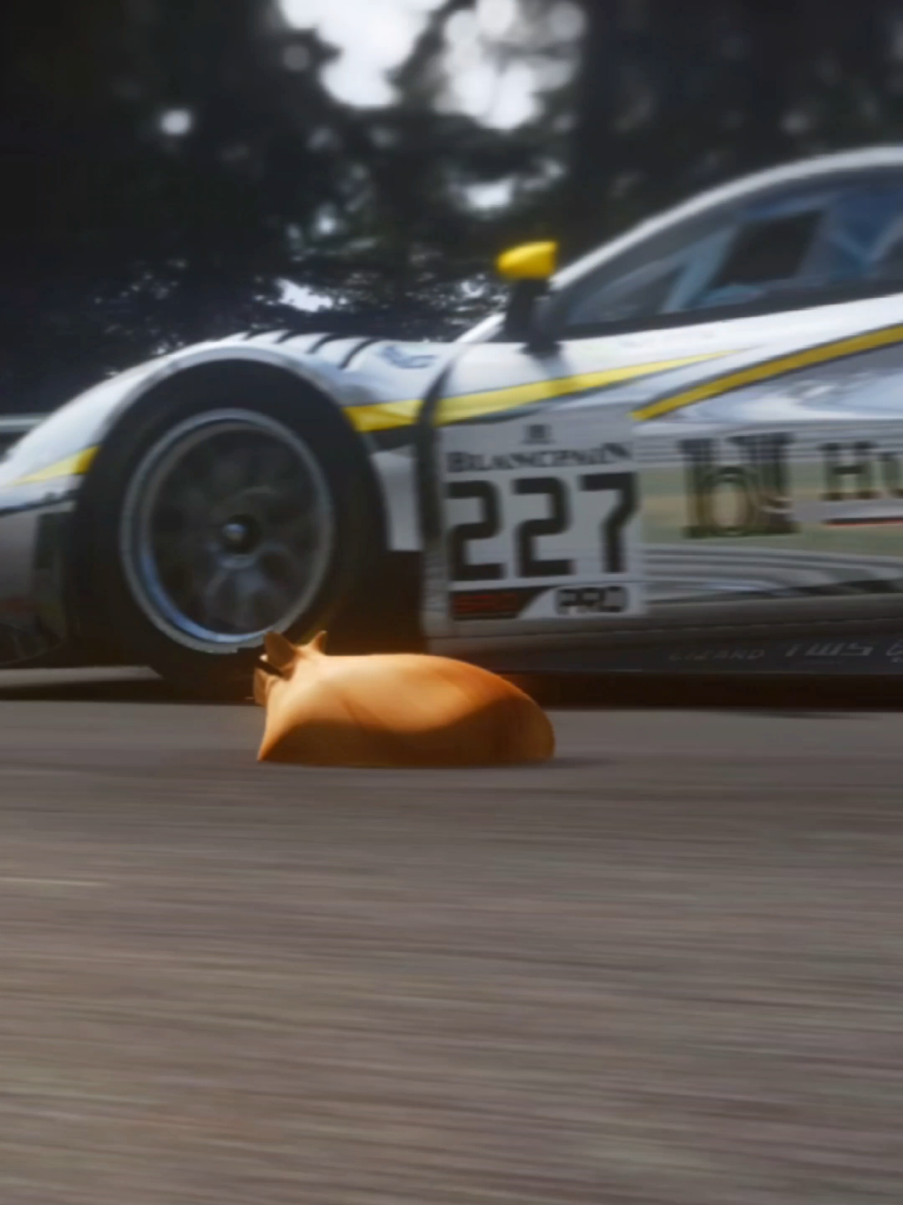 @Pablo the Race Cat