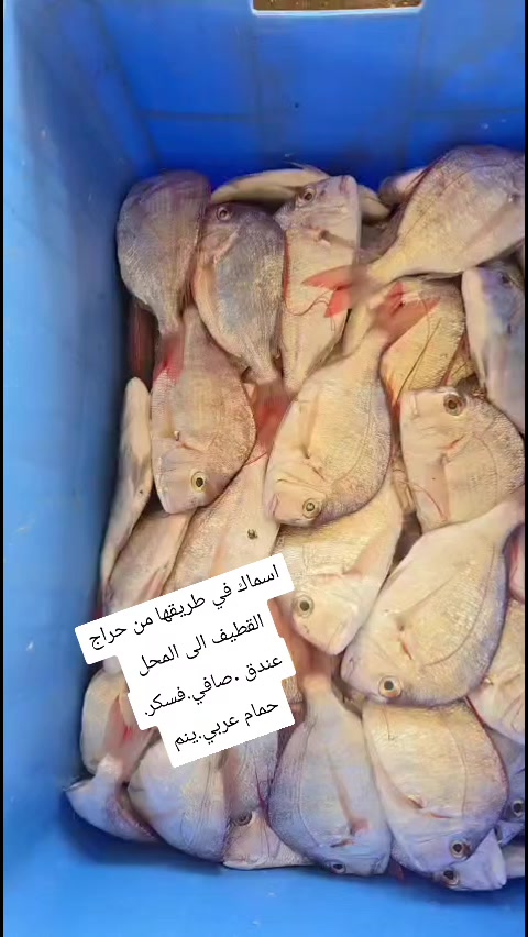 @لاين بحري