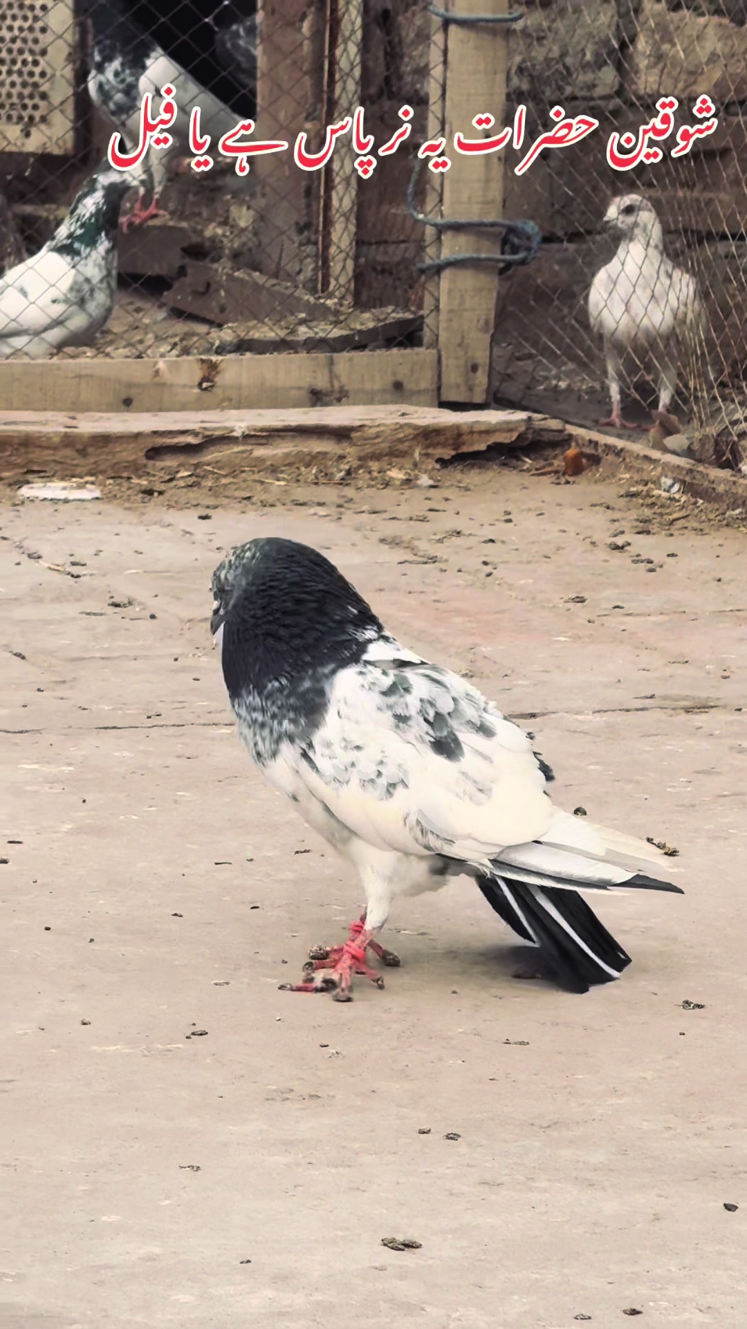 @شوق 🫀