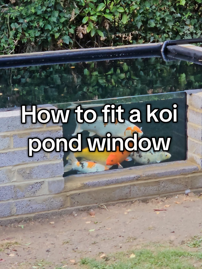 @Discus and Koi fish
