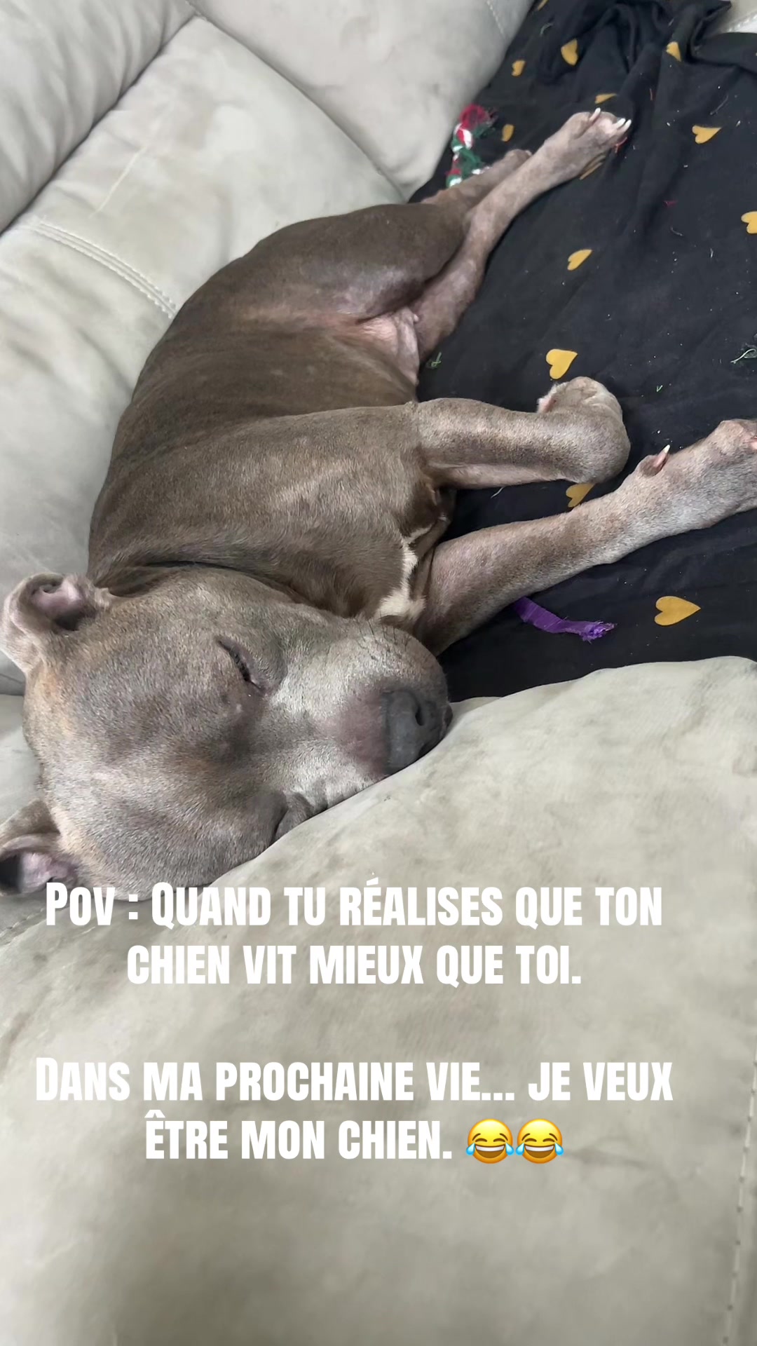 @rubylove_staffie94
