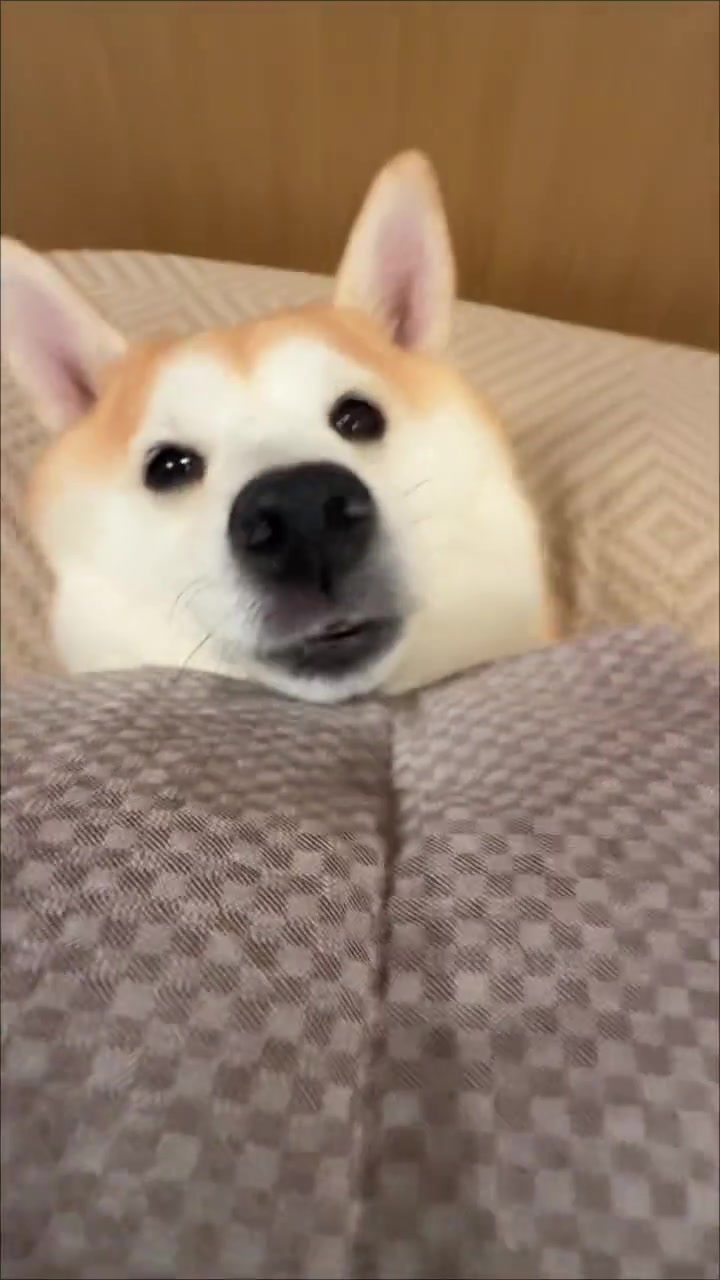 @funpetsday