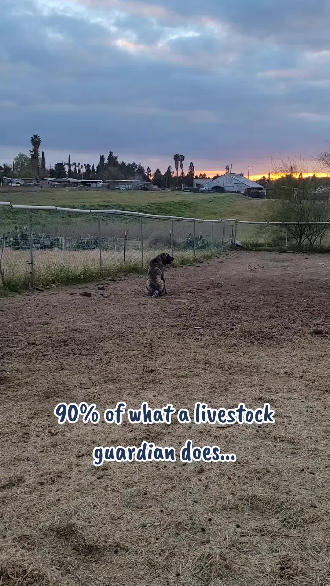 @VioletHorizonsFarm